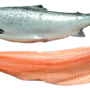 Salmon