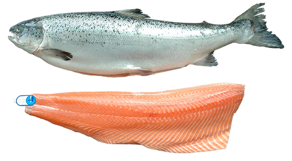 Salmon-Organic Salmon